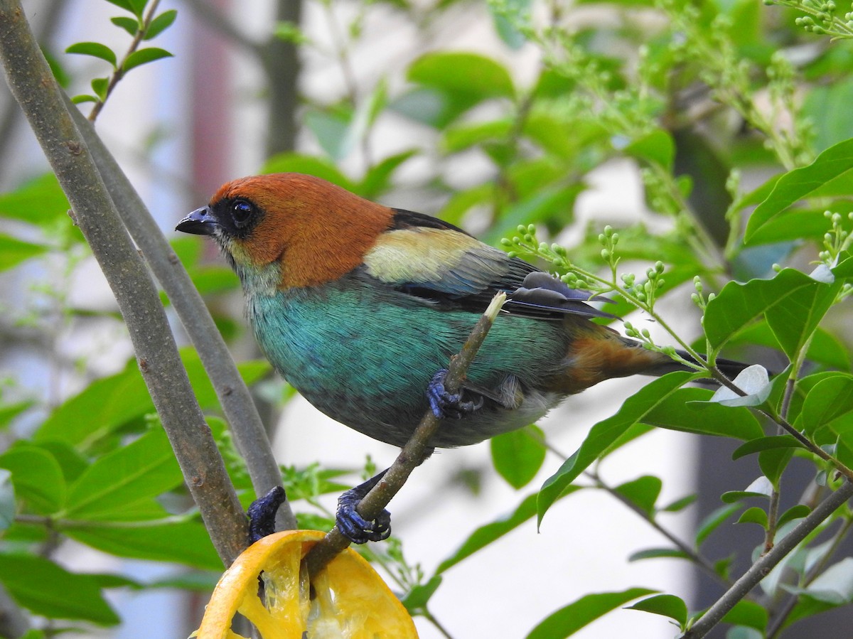 Black-backed Tanager - Carlos Crocce