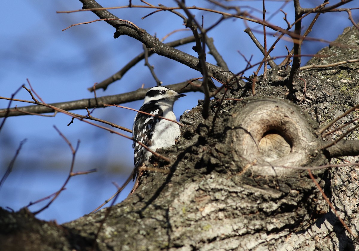 Downy Woodpecker (Eastern) - ML49346831