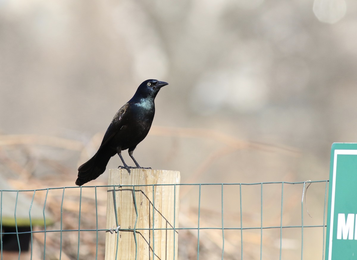 Common Grackle (Bronzed) - Max McCarthy