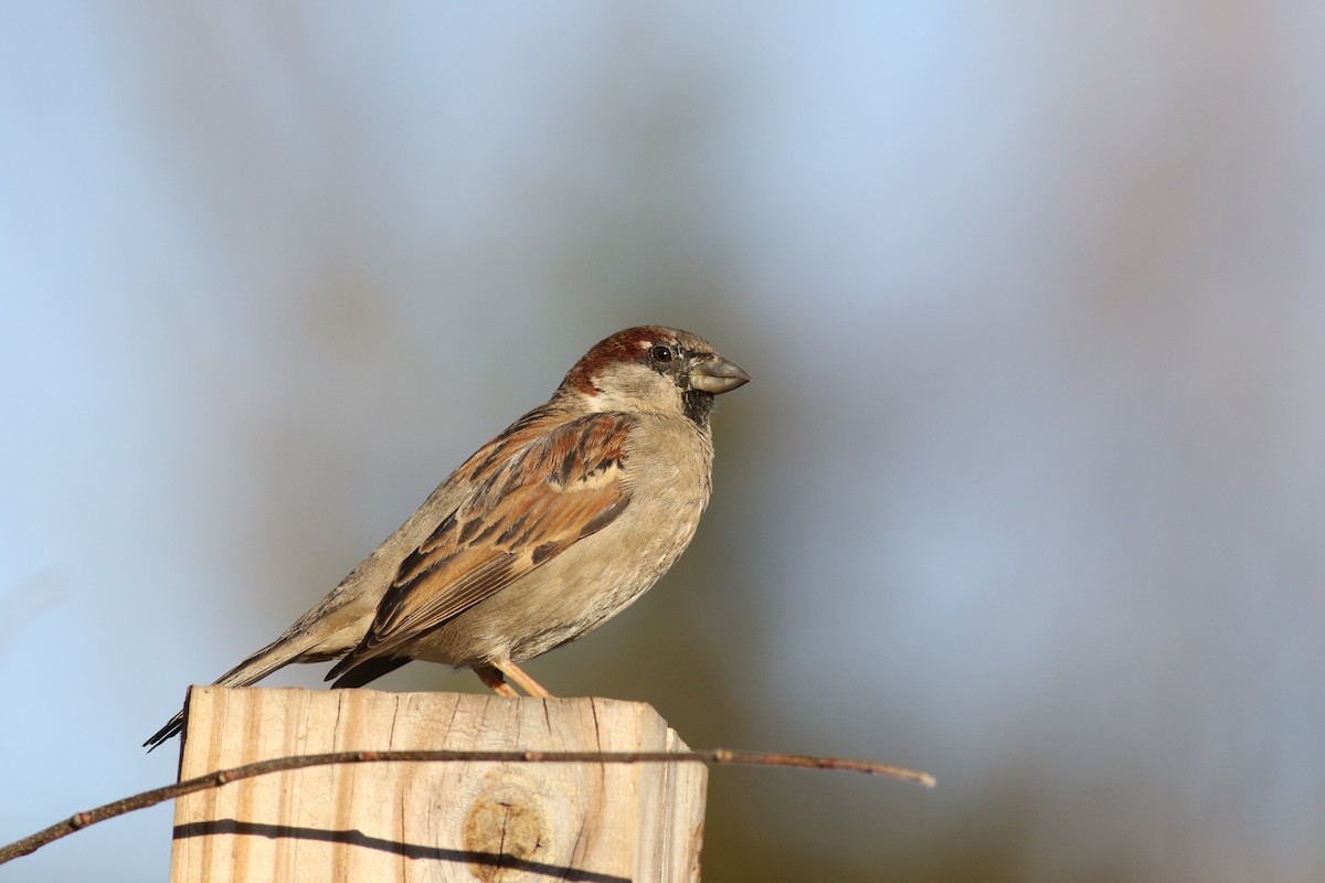 House Sparrow - ML49347231