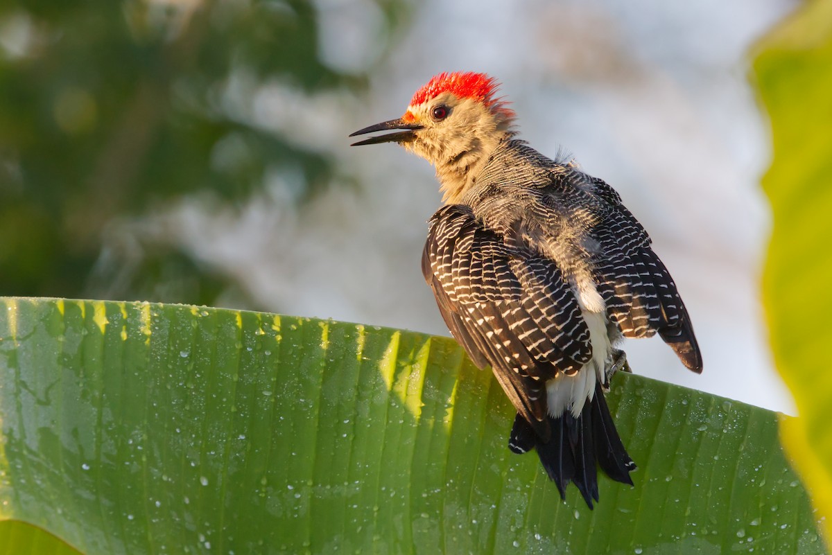 Golden-fronted Woodpecker - Rowan Keunen