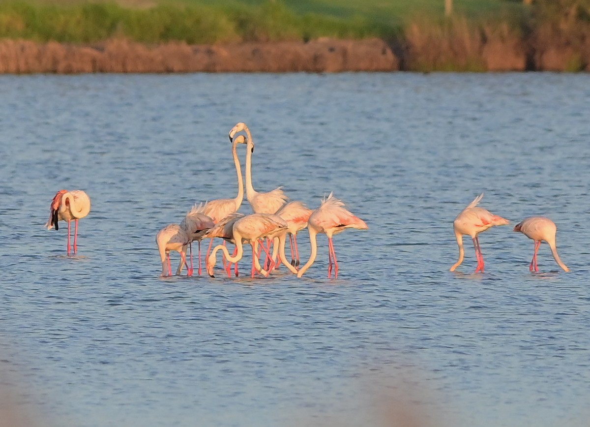 Greater Flamingo - ML493484701