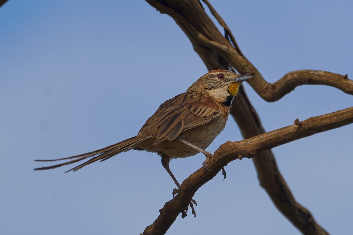 Chotoy Spinetail - ML493485431