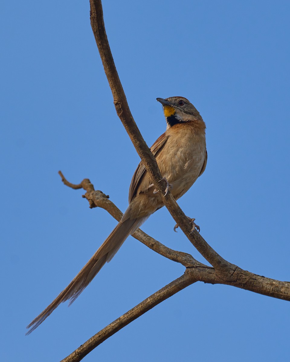 Chotoy Spinetail - ML493485441