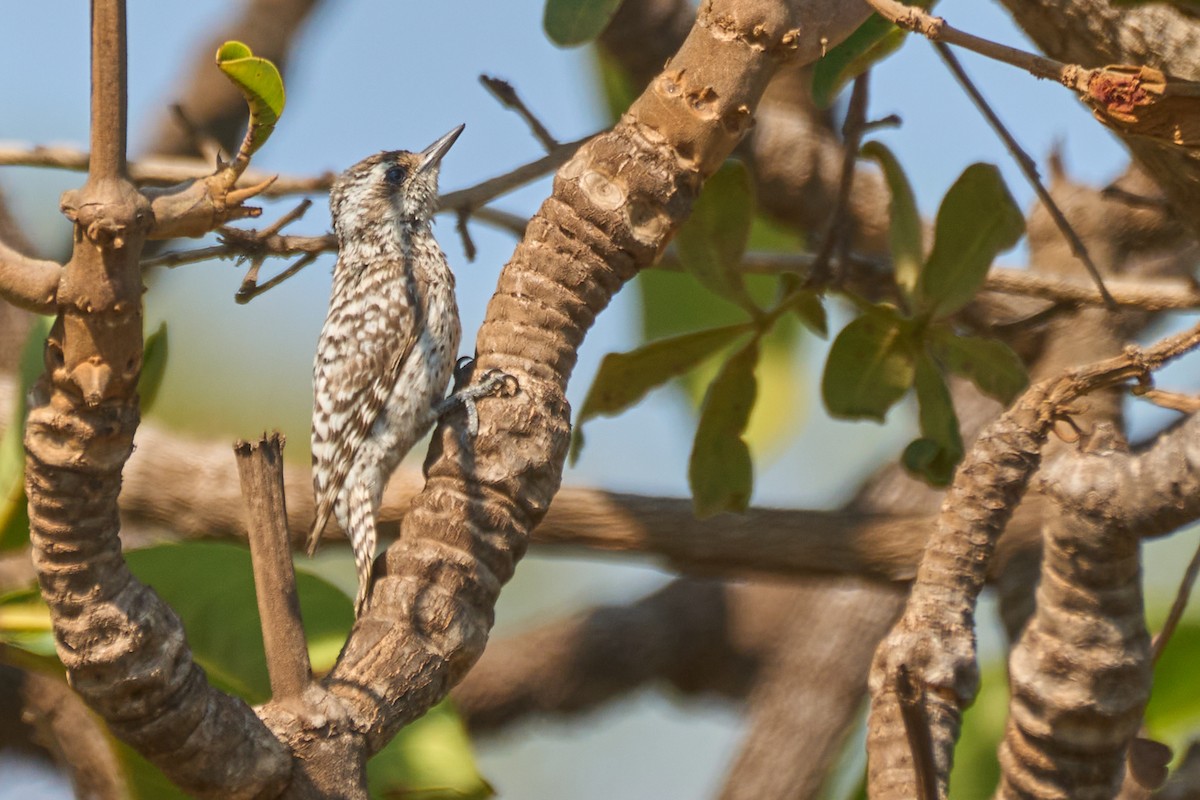 Checkered Woodpecker - ML493485811
