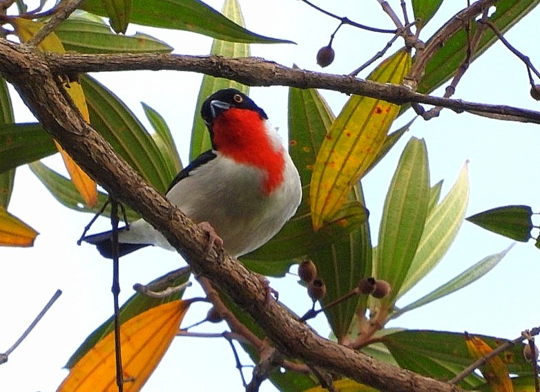 Cherry-throated Tanager - ML493491521