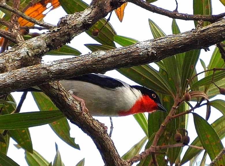 Cherry-throated Tanager - ML493491531