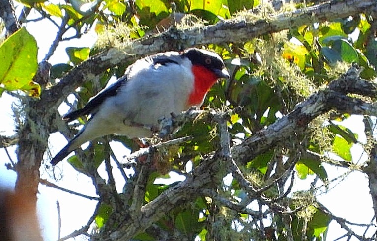 Cherry-throated Tanager - Luis Urueña - Manakin Nature Tours