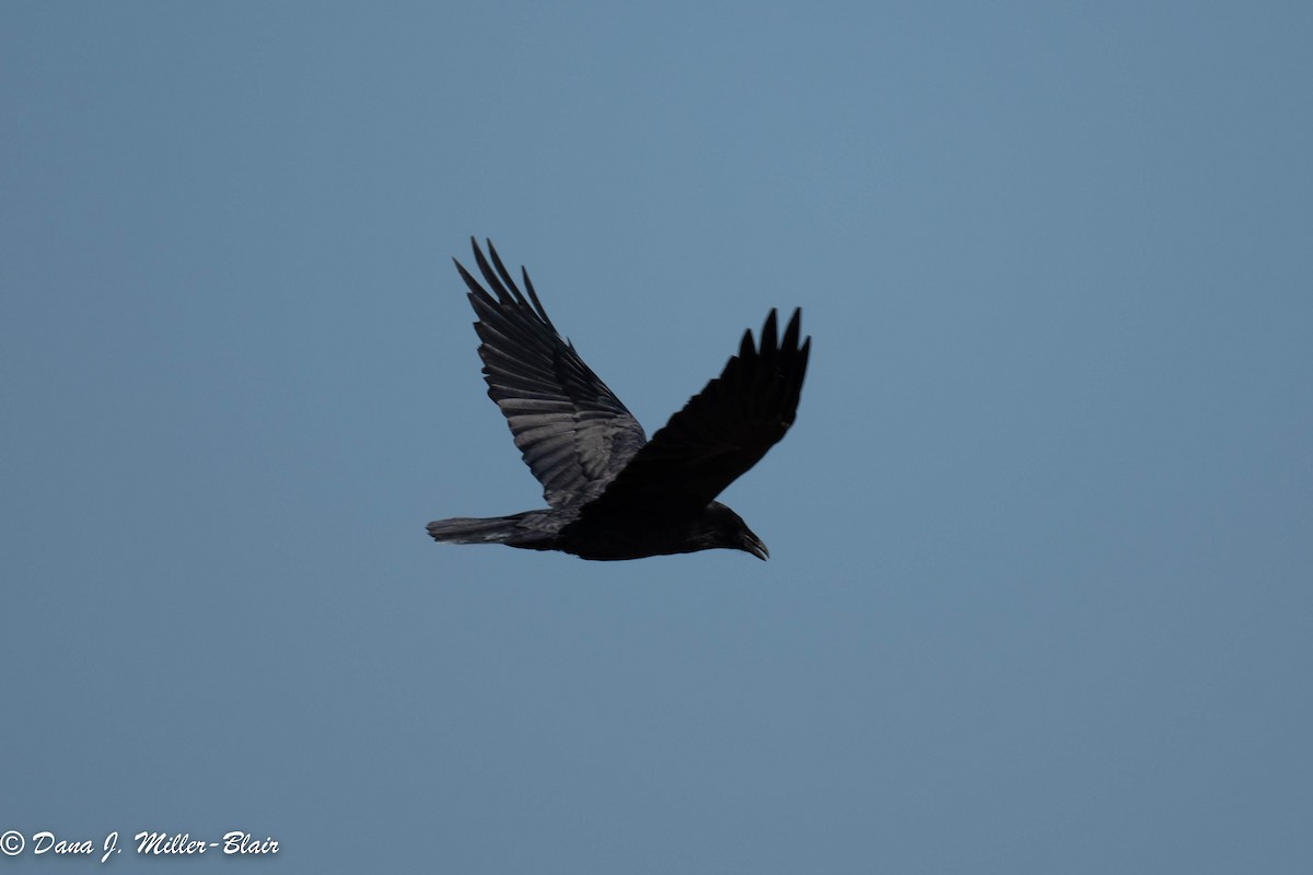 Common Raven - ML493493441