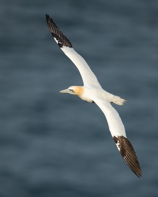 シロカツオドリ - eBird