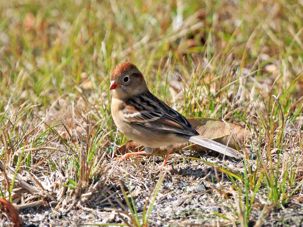 Field Sparrow - ML493499971