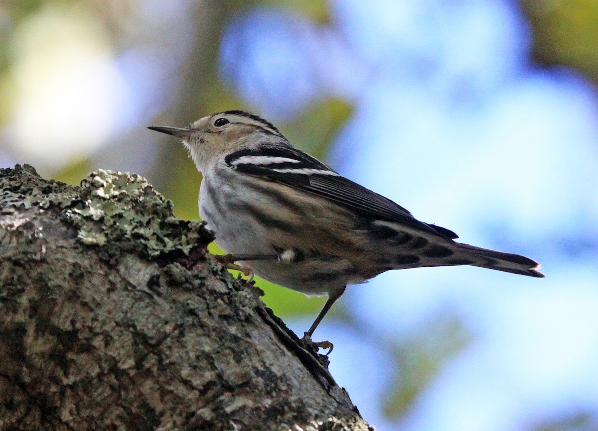 Black-and-white Warbler - ML493500251
