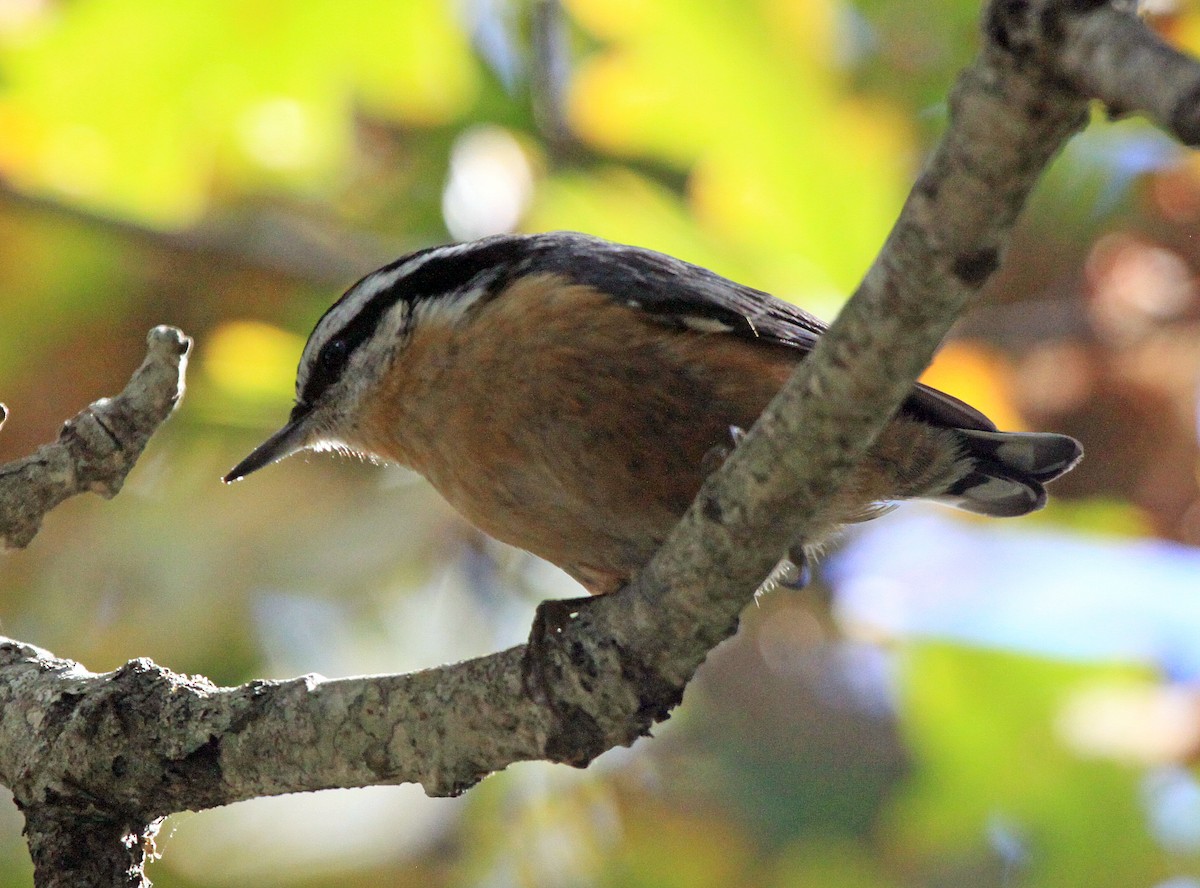 Red-breasted Nuthatch - ML493500531