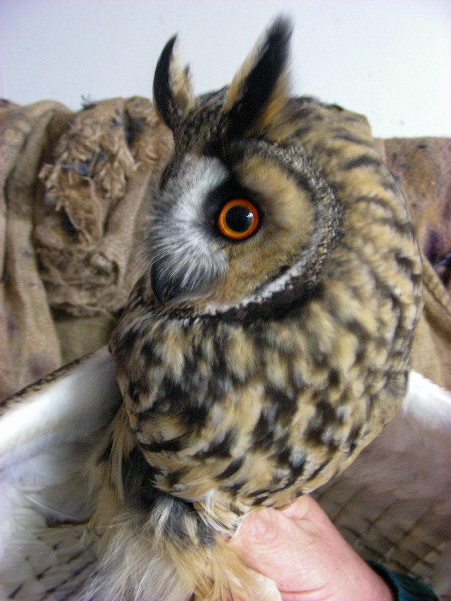 Long-eared Owl - ML493503251