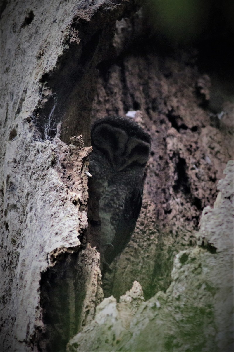 Sooty Owl (Lesser) - Hans Wohlmuth