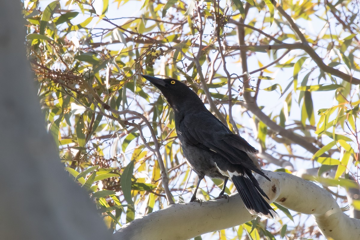 Pied Currawong - ML493512911