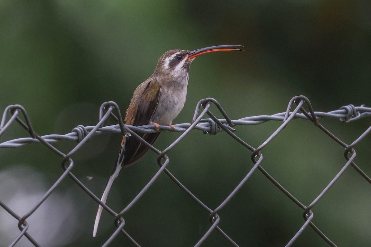 Sooty-capped Hermit - ML493523231