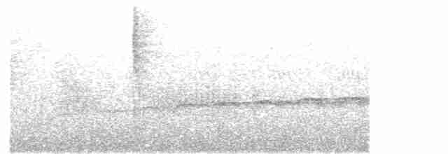 Large-tailed Antshrike - ML493523781