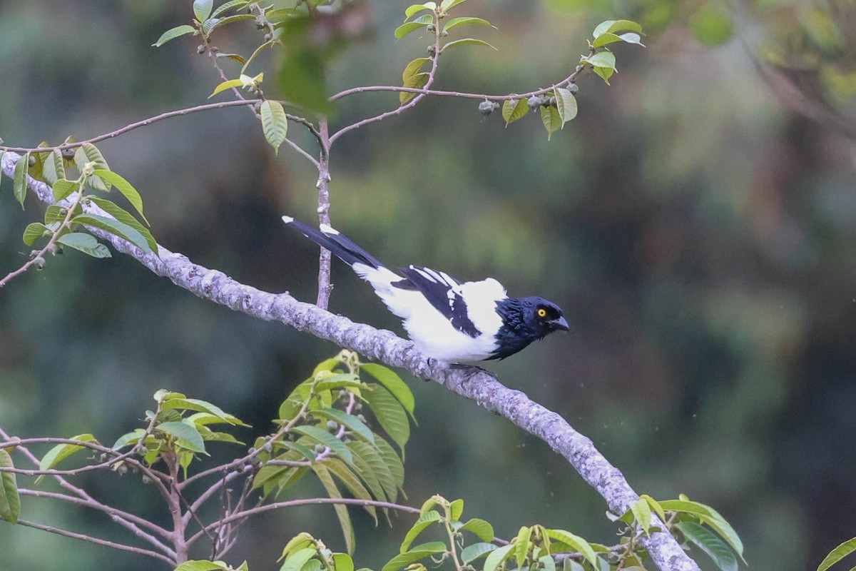 Magpie Tanager - ML493523861