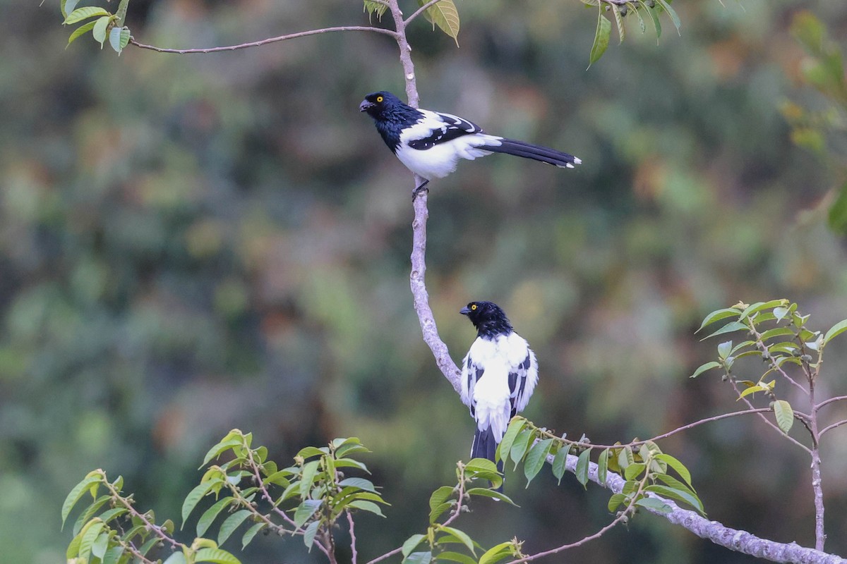 Magpie Tanager - ML493523881