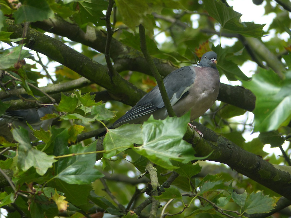 Common Wood-Pigeon - ML493524551