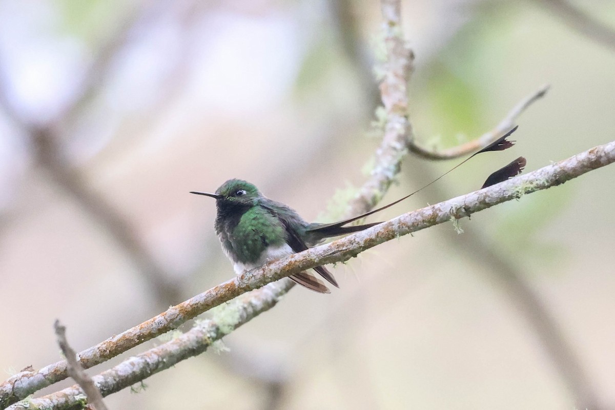 White-booted Racket-tail - ML493525091