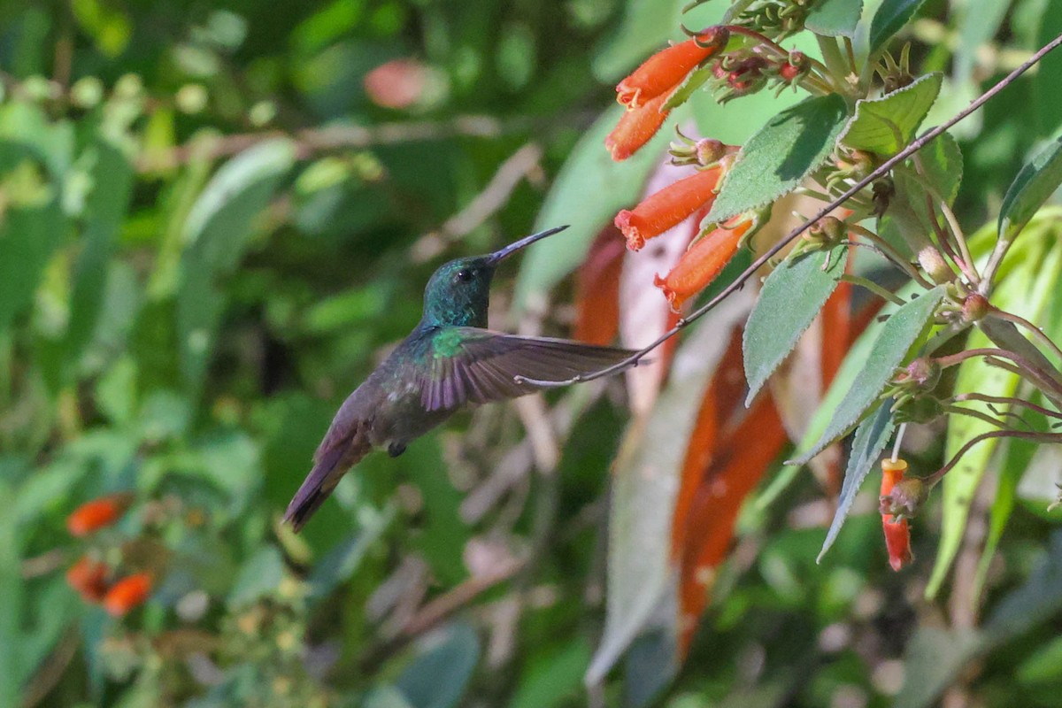 Green-bellied Hummingbird - ML493525241