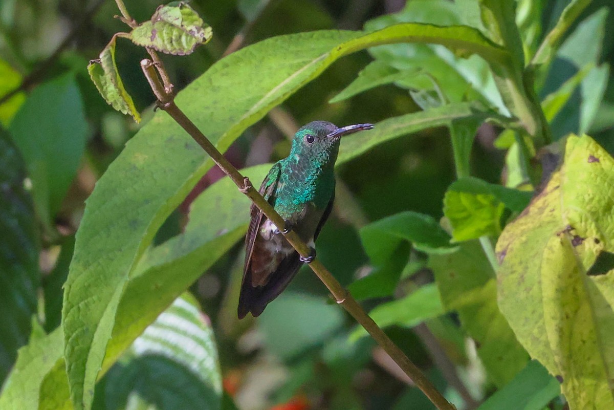Green-bellied Hummingbird - ML493525251
