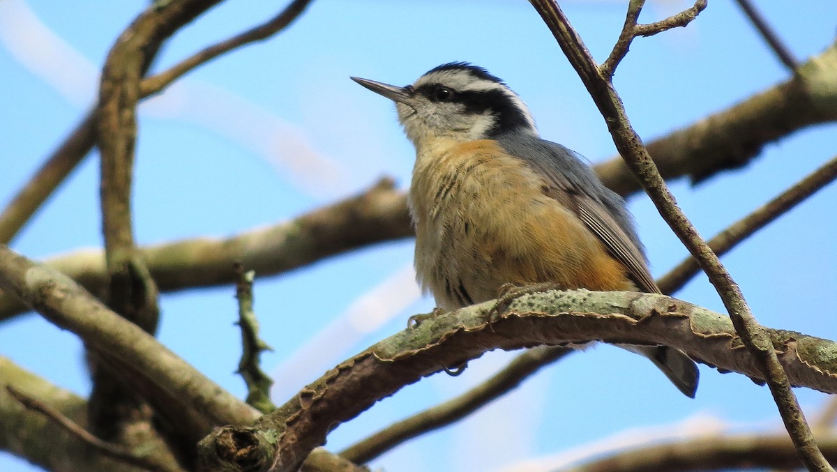 Red-breasted Nuthatch - ML49353021