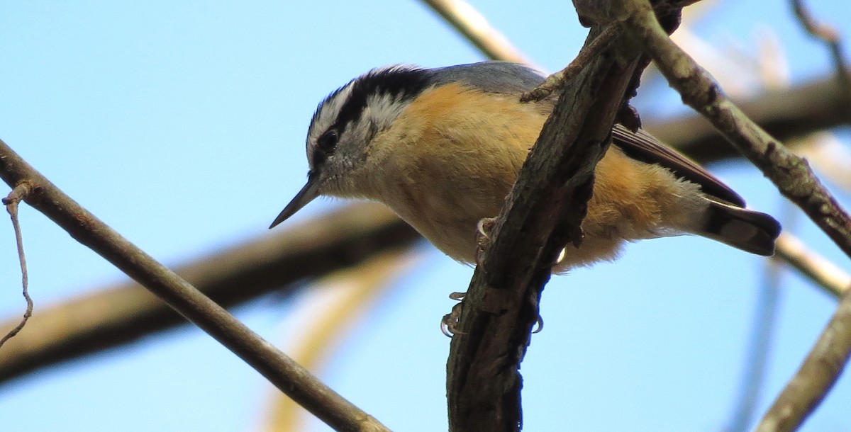 Red-breasted Nuthatch - ML49353031
