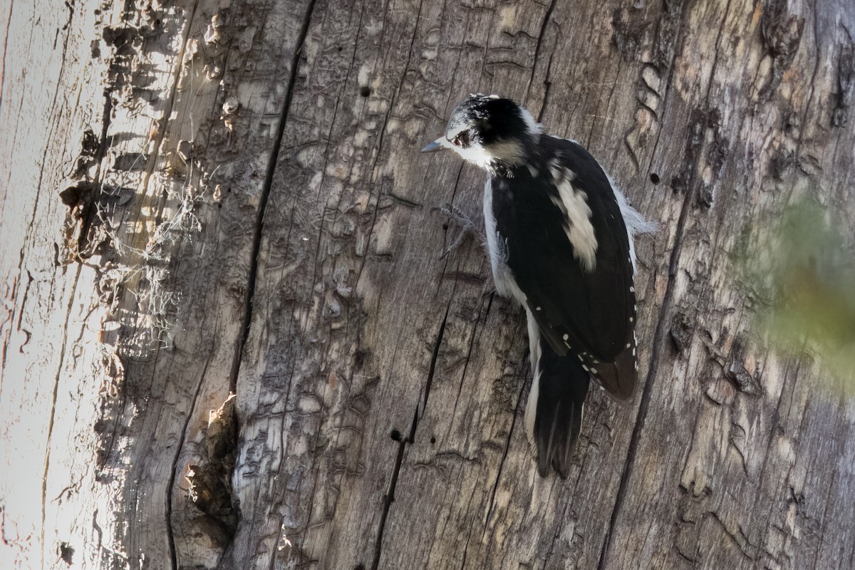 Hairy Woodpecker - ML493533201