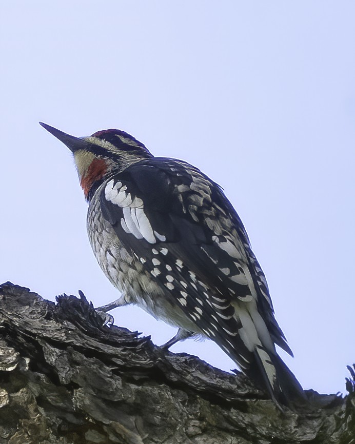 ML493534971 - Red-naped Sapsucker - Macaulay Library