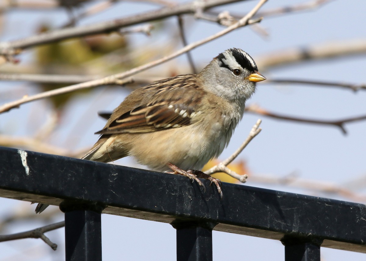 White-crowned Sparrow (pugetensis) - Steve Rottenborn