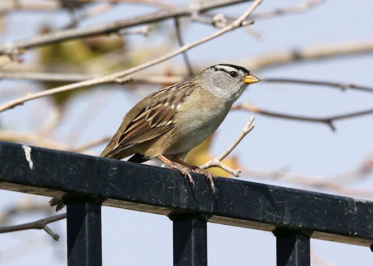 White-crowned Sparrow (pugetensis) - ML493536151