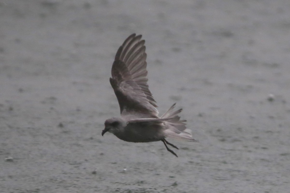 Fork-tailed Storm-Petrel - ML493538731