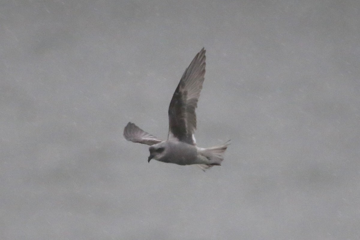 Fork-tailed Storm-Petrel - ML493538741