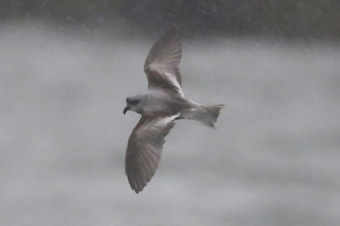 Fork-tailed Storm-Petrel - ML493538751