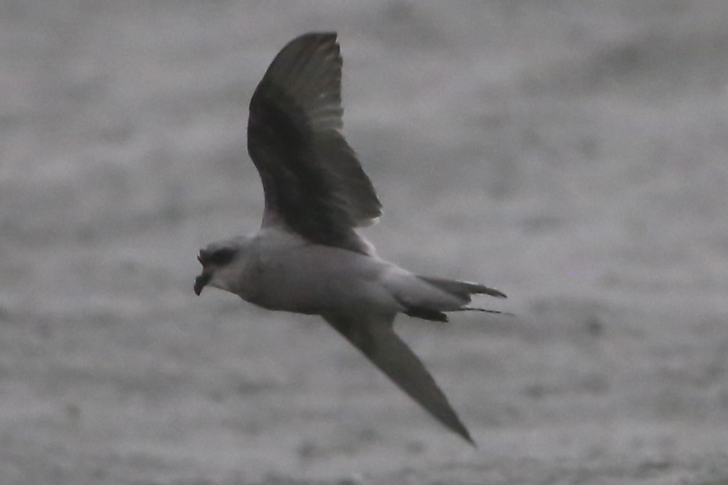 Fork-tailed Storm-Petrel - ML493538761