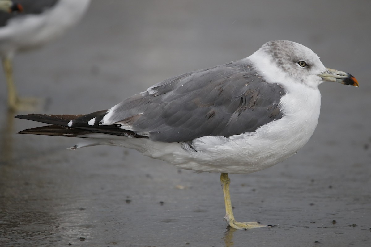 Black-tailed Gull - ML493540531