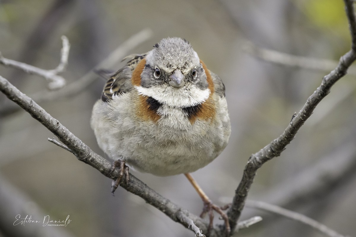 Rufous-collared Sparrow - Esteban Daniels
