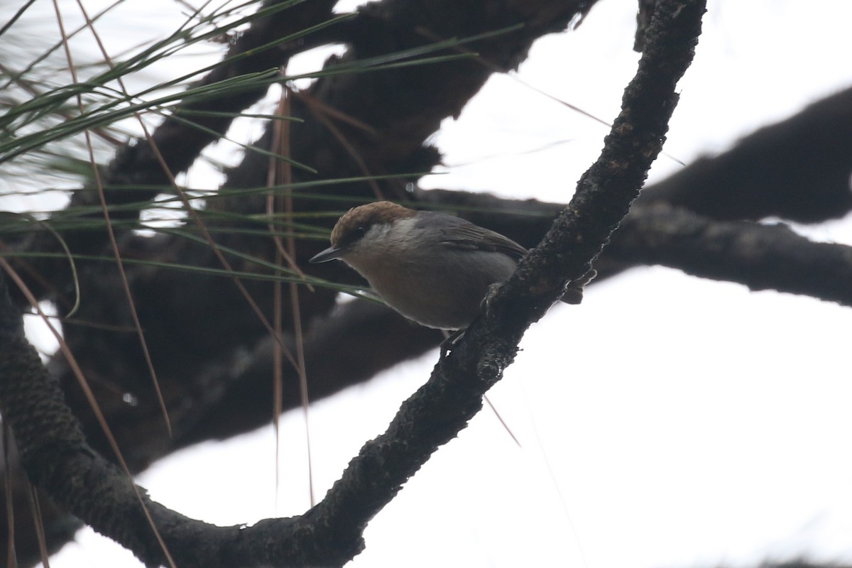Brown-headed Nuthatch - ML49354361