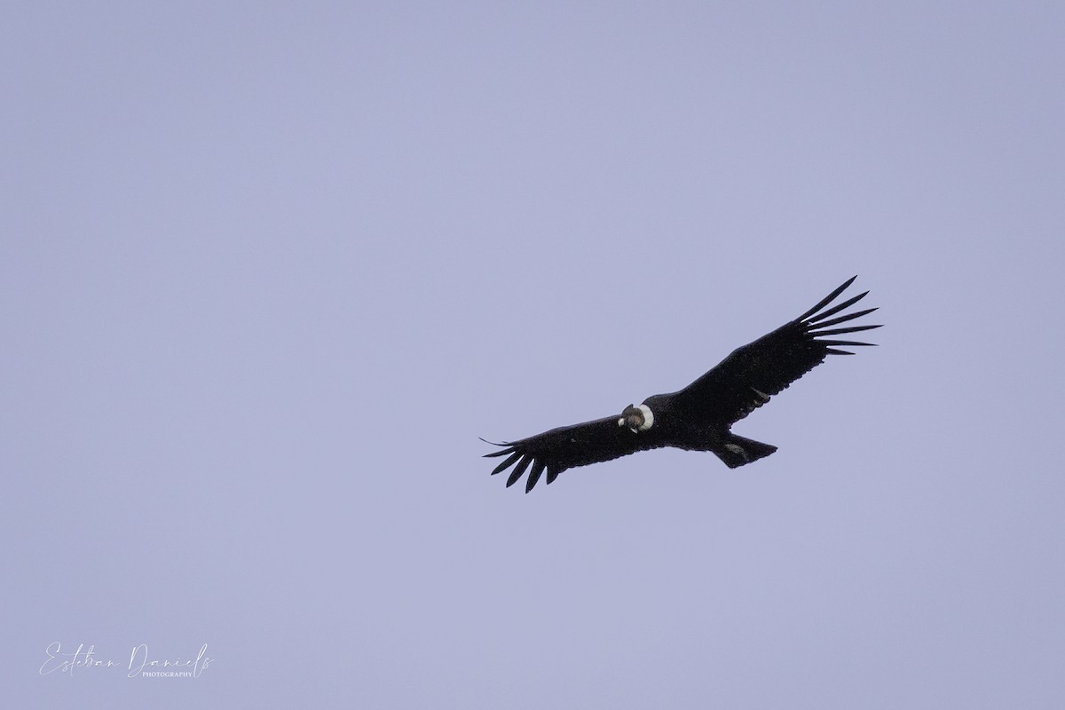 Condor des Andes - ML493546281