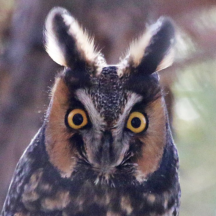 Long-eared Owl - David Leatherman