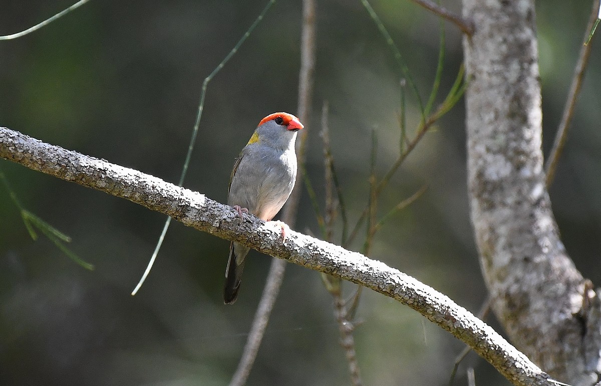 Red-browed Firetail - Terence Alexander