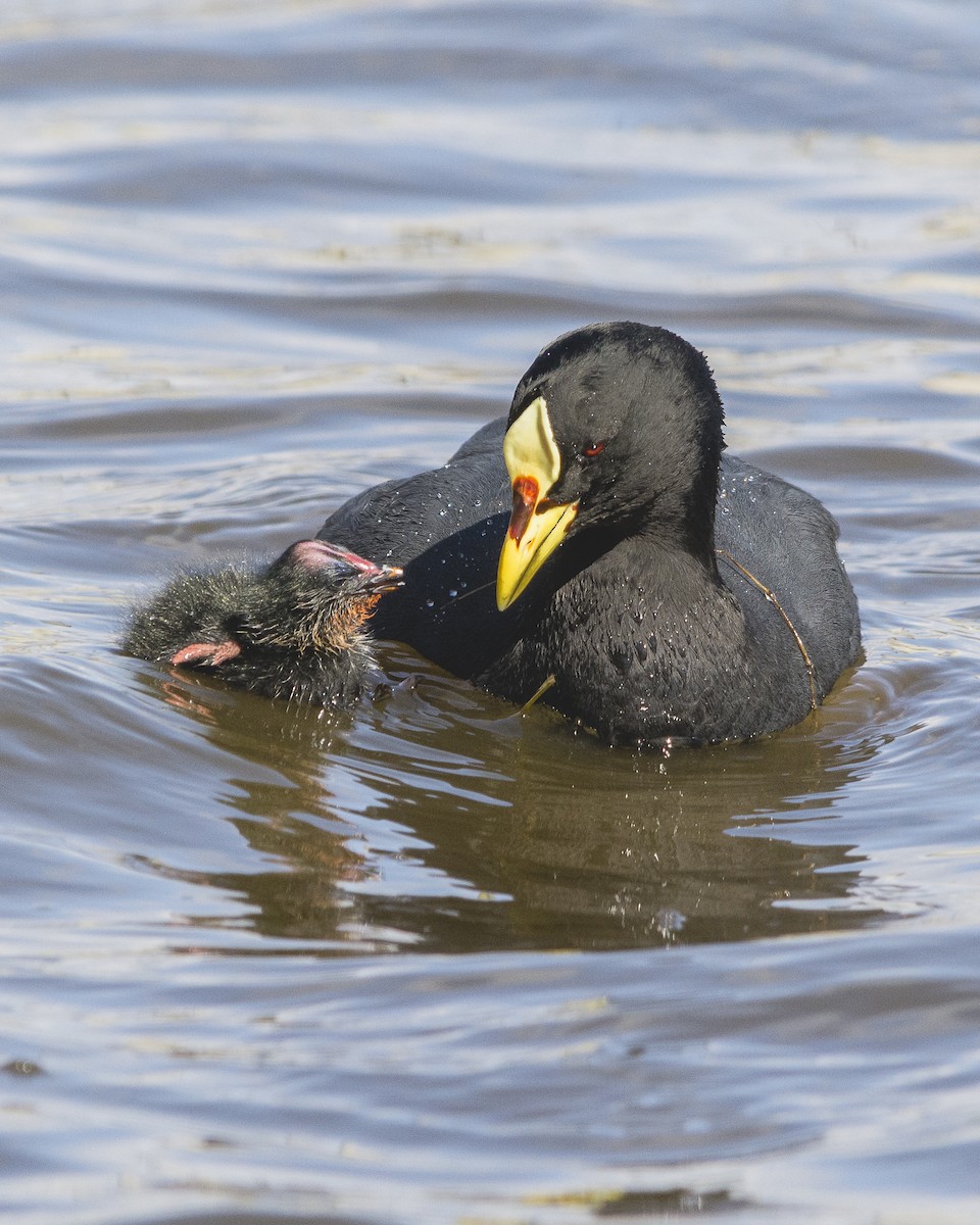 Red-gartered Coot - ML493556481