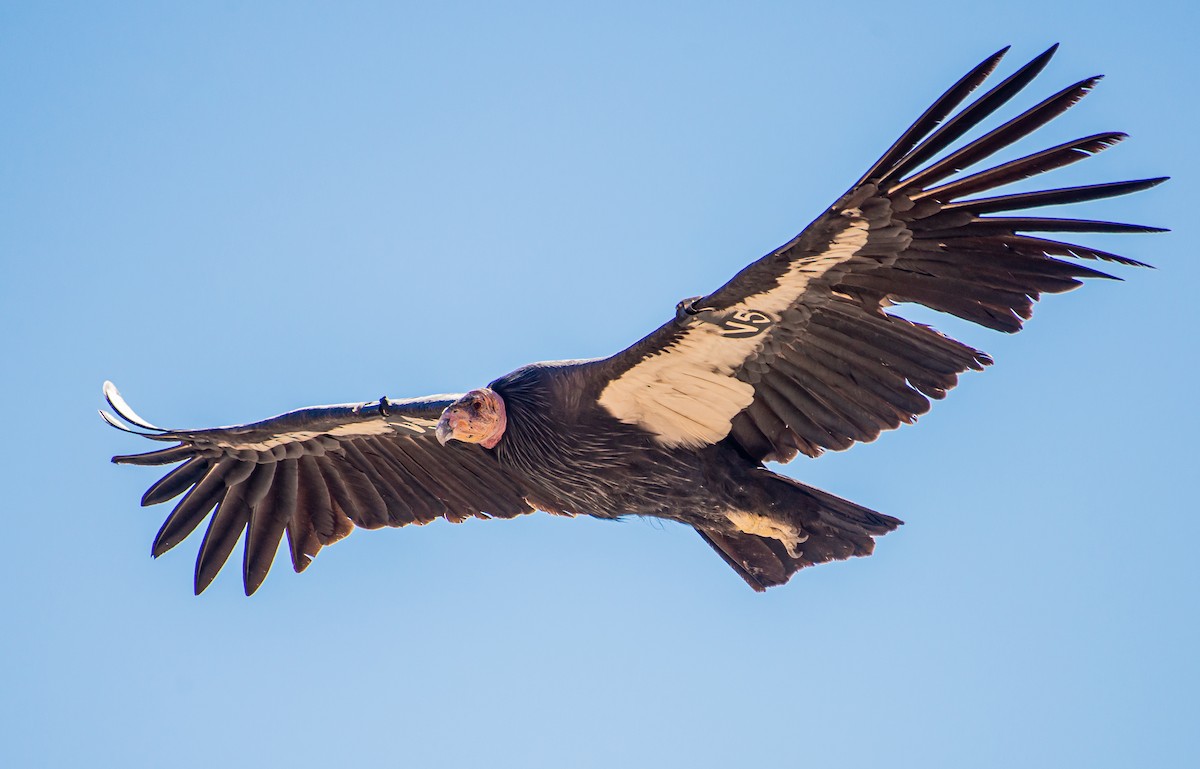 California Condor - Amber Hart