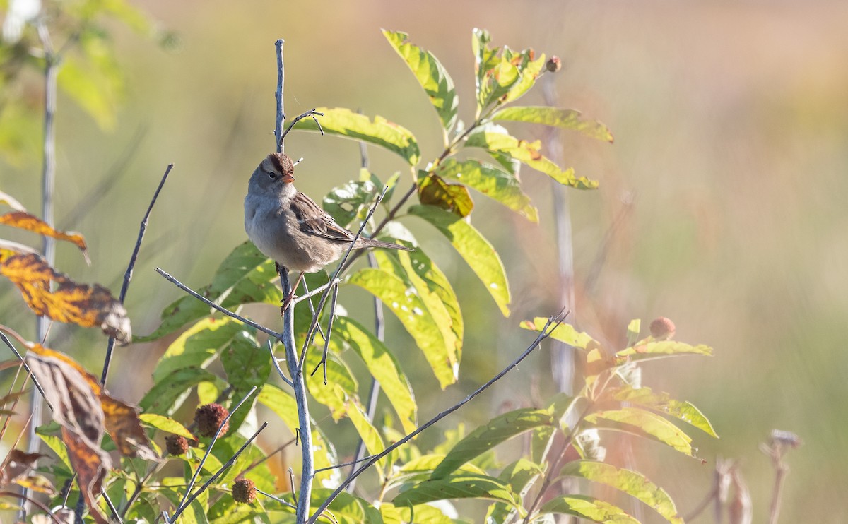 White-crowned Sparrow - ML493561701