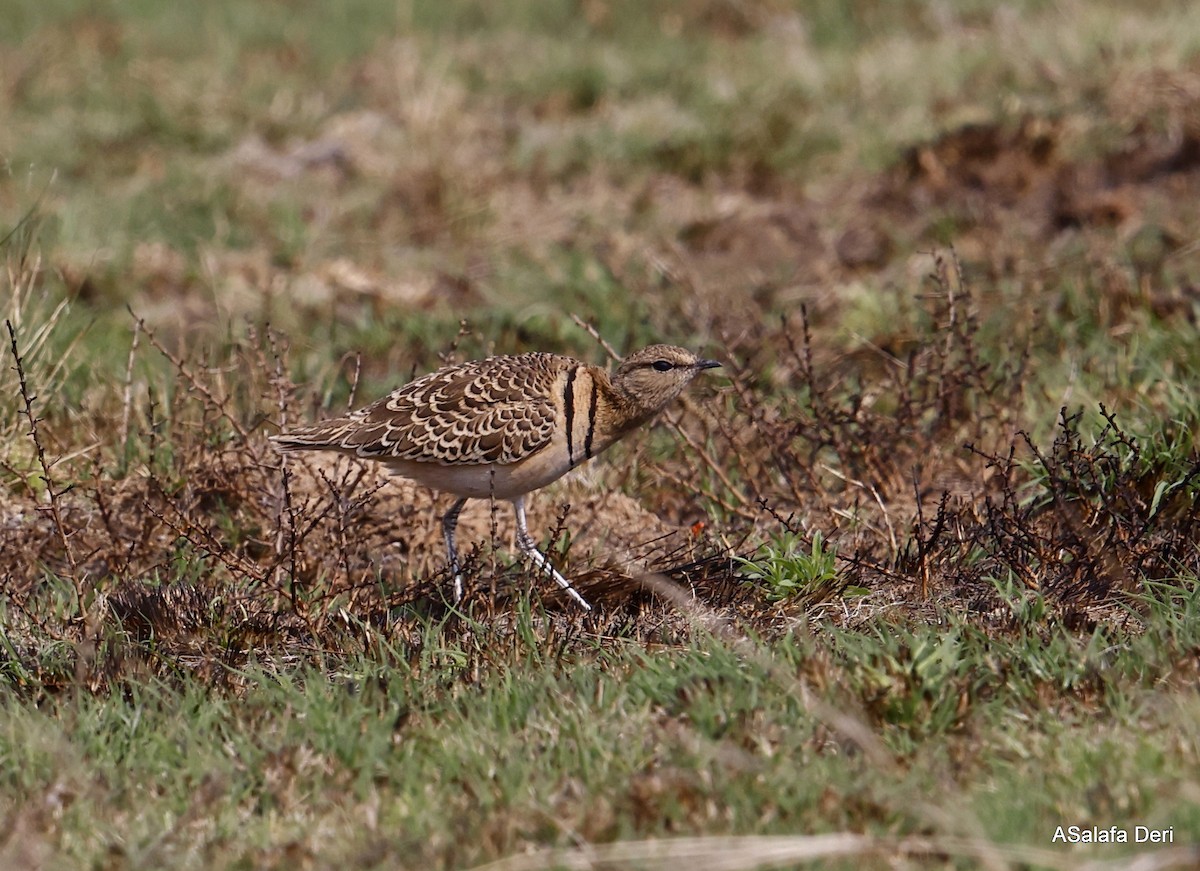 Double-banded Courser - ML493562821