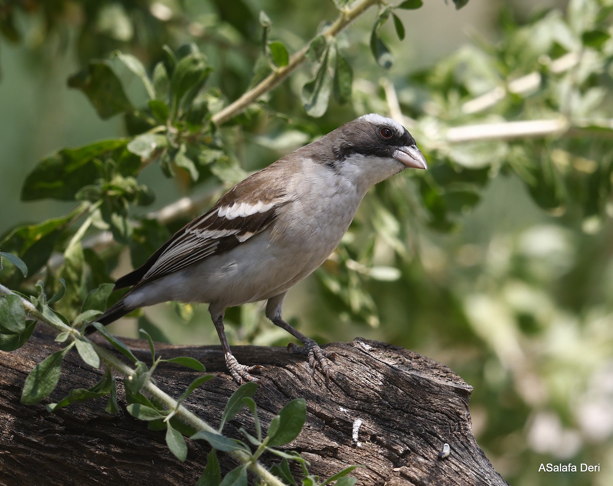 White-browed Sparrow-Weaver (White-breasted) - ML493563431
