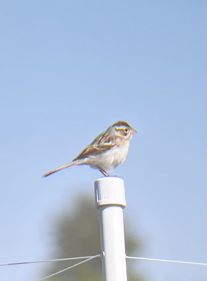 Clay-colored Sparrow - ML493564271
